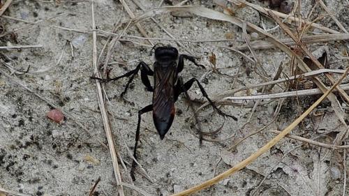 Sphecinae